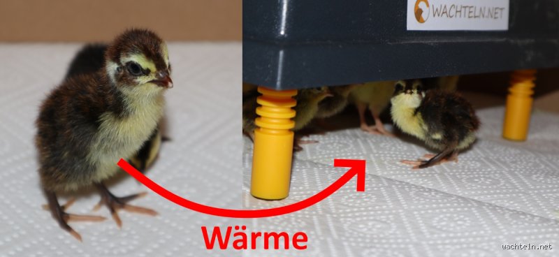 Was passiert, wenn es Küken zu kalt ist?