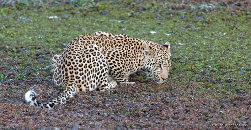 Was sind die gefährlichsten Tiere für Menschen?