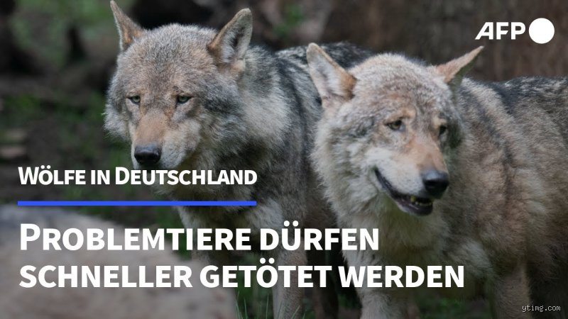 Was sind Problemwölfe? Eine Einführung in die Herausforderungen mit Wölfen