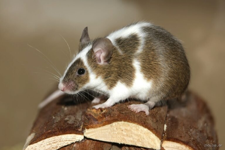Welche Farben sieht eine Maus?