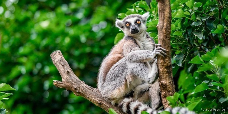 Welche gefährlichen Tiere gibt es auf Madagaskar?