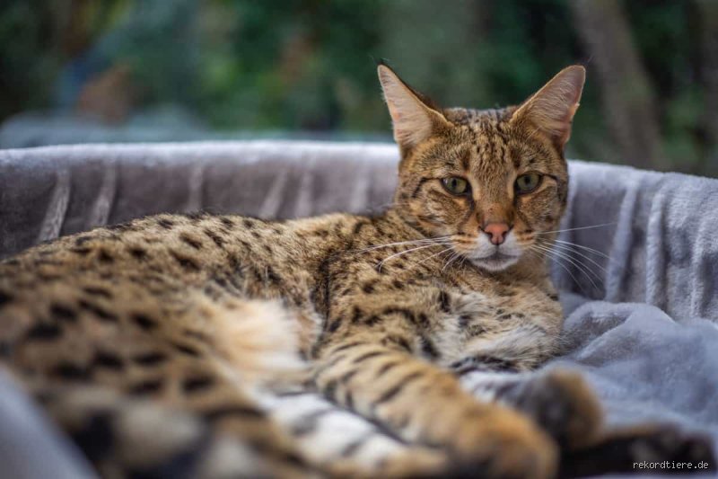 Welche Großkatze kann nicht klettern? Die anatomischen Grenzen des Geparden