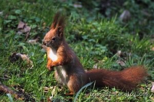Welche Tiere darf man nicht überfahren?