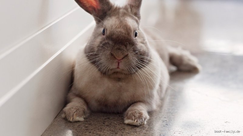 Welche Tiere kann man frei in der Wohnung halten?