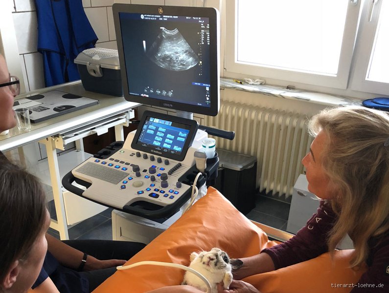Welche Tiere Ultraschall hören können?