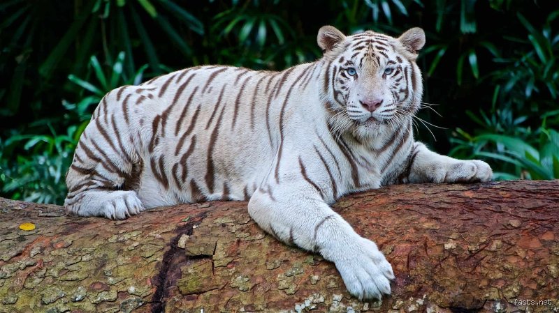 Welche Tiger sind weiss? Die Wahrheit über die hellen Raubkatzen