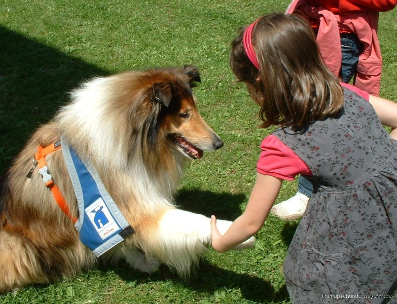 Welcher Hund ist der beste Therapiehund?