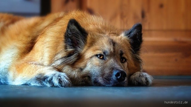 Welcher Ton beruhigt Hunde? Wissenschaftliche Erkenntnisse zur auditiven Entspannung