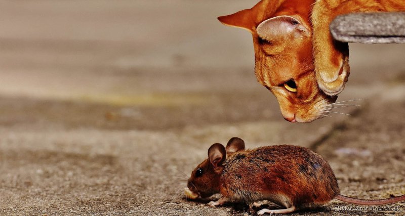 Welches sind die gesündesten Katzen? Meine Gedanken zur Wahl der richtigen Rasse
