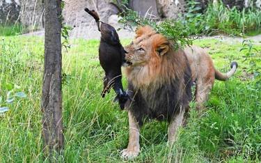 Welches Tier frisst einen Löwen? Die überraschende Wahrheit über den König der Savanne