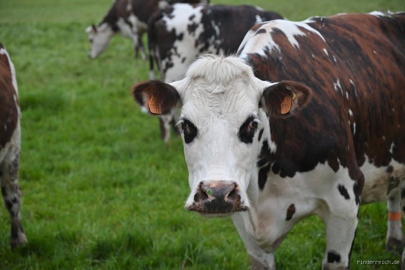 Welches Tier gibt am meisten Milch? Ein tiefer Einblick in die Welt der Milchproduktion