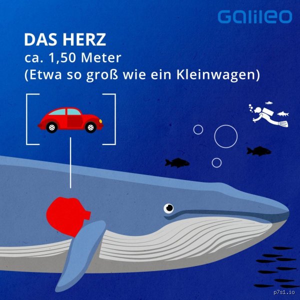 Welches Tier hat größtes Herz? Rekorde der animalischen Kardiologie