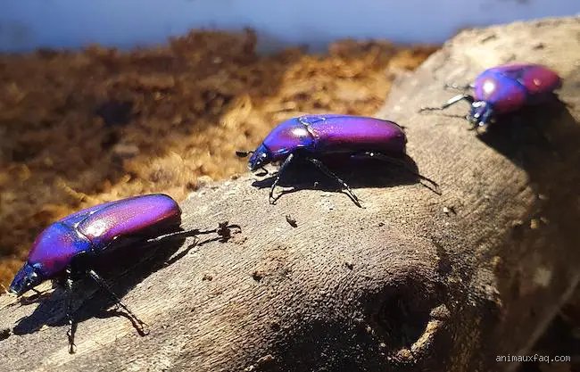 Welches Tier hat violettes Blut? Die faszinierende Welt der Blutfarben bei Tieren
