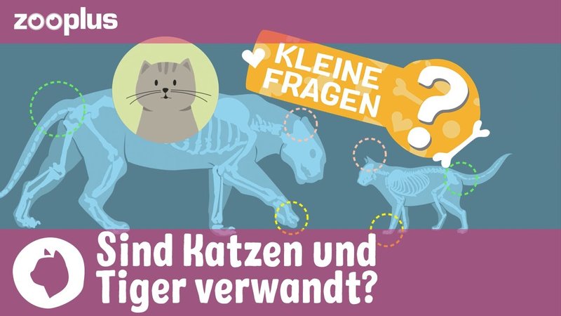 Welches Tier ist mit dem Tiger verwandt?