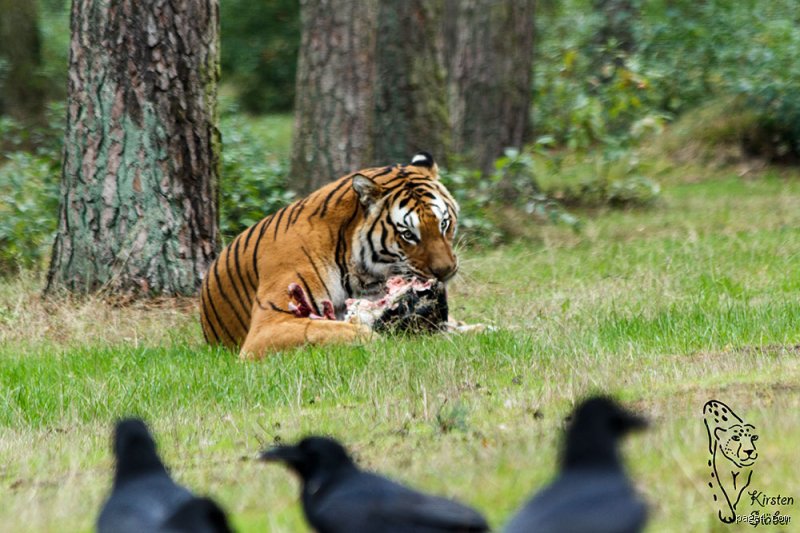 Welches Tier jagt Tiger? Die überraschende Wahrheit über Raubkatzen-Jäger