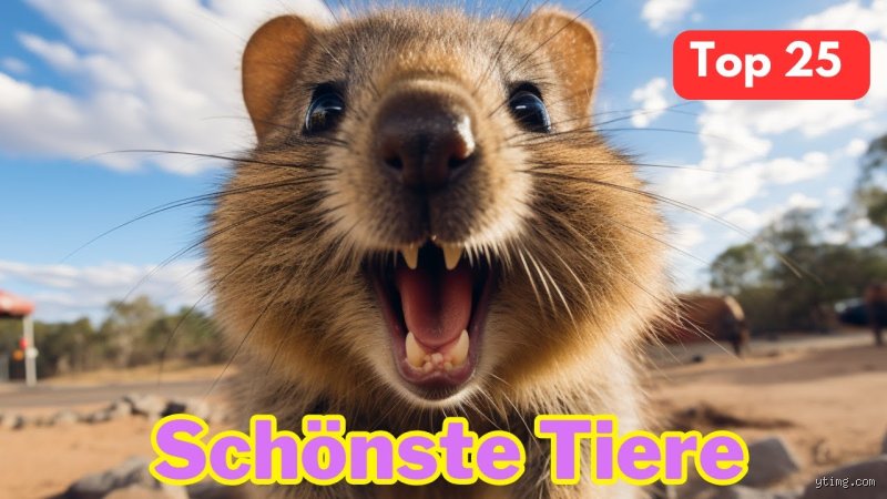Welches Tier kann am besten fühlen?