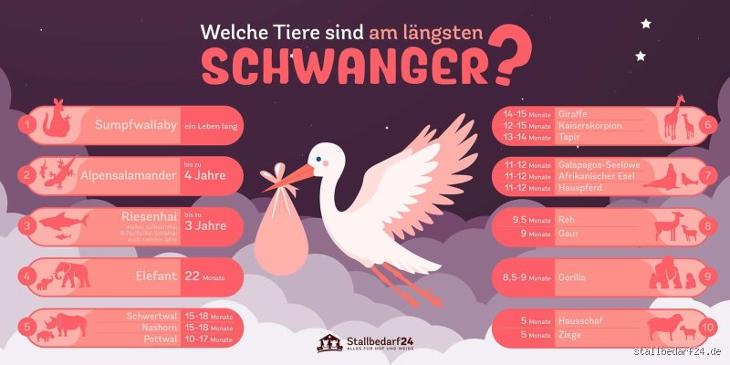 Welches Tier kümmert sich am längsten um den Nachwuchs in unserer faszinierenden Tierwelt?