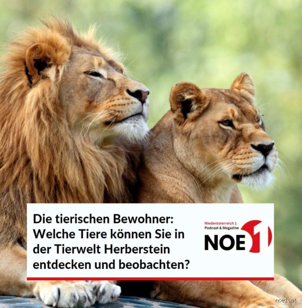 Welches Tier lebt nur eine Stunde? Die Biologie der extremen Kurzlebigkeit