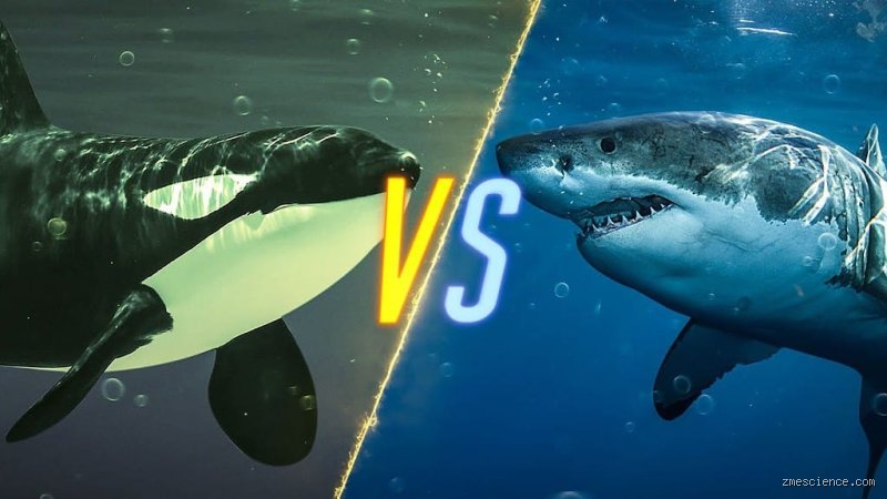 Wer gewinnt Weißer Hai oder Orca? Der ultimative Vergleich der Meeresgiganten