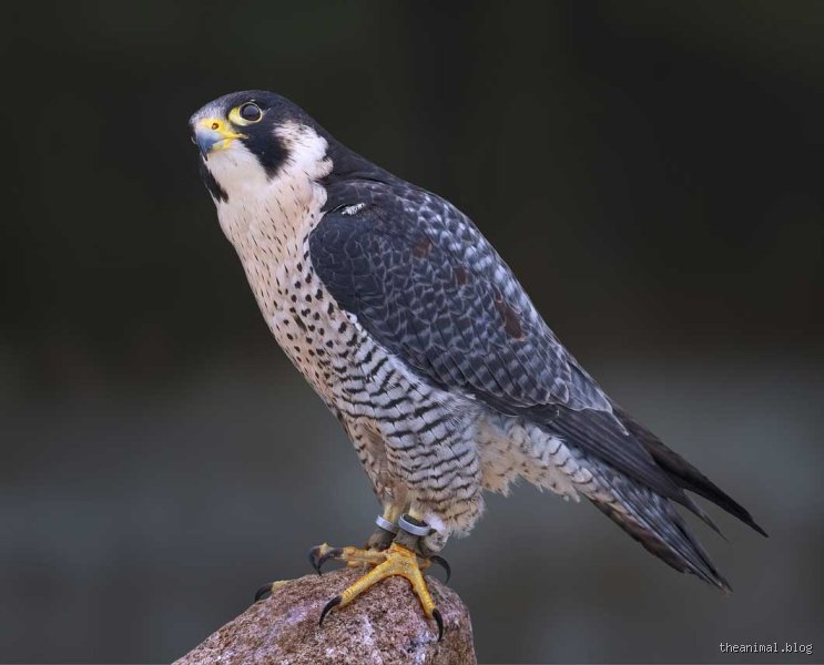 Wer ist der schnellste Raubvogel?
