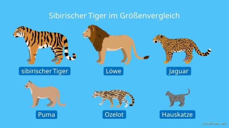 Wer ist größer Tiger oder Leopard? Die einfache Antwort auf die Größenfrage der Großkatzen