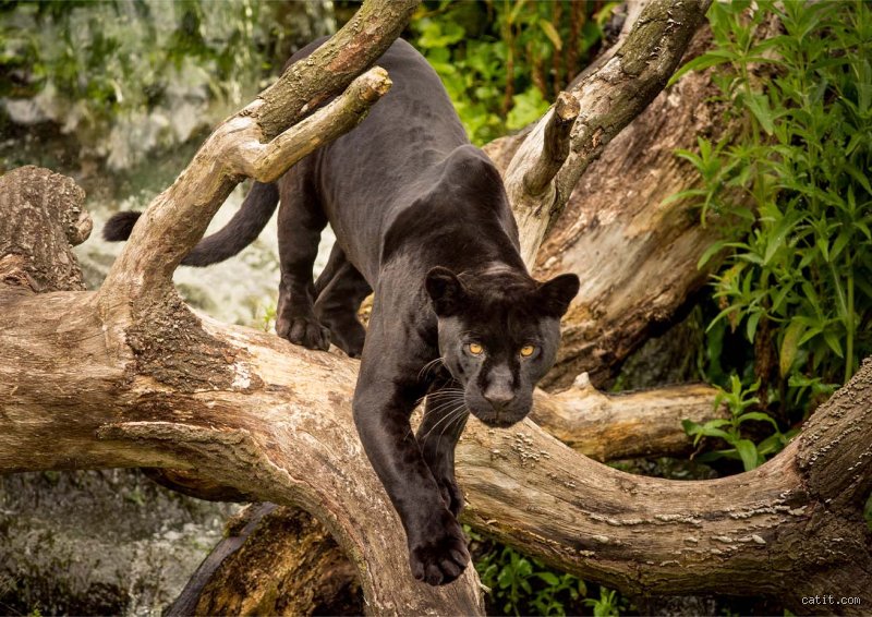 Wer wird als schwarzer Panther genannt?