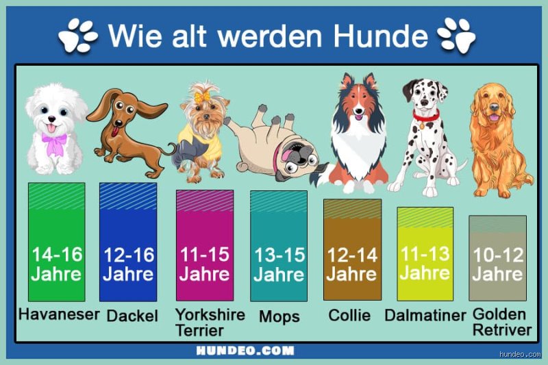 Wie alt ist der jüngste Hund der Welt?