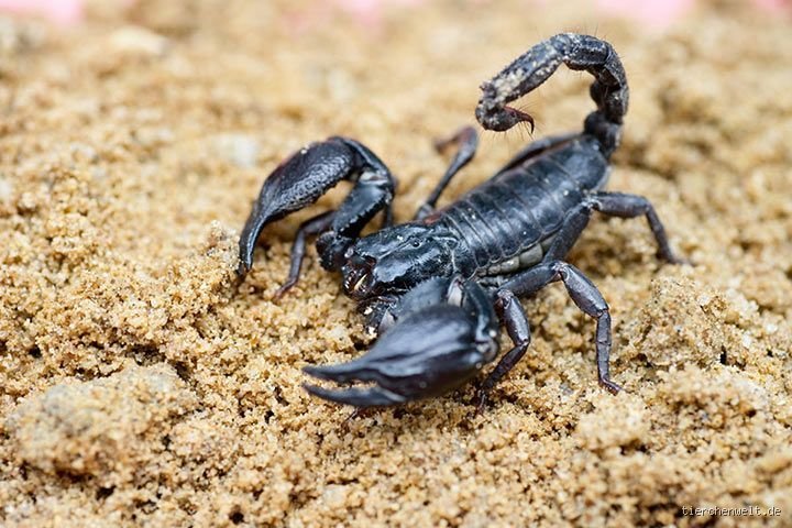 Wie alt kann ein Skorpion werden? Die überraschende Lebensdauer der Wüstenüberlebenden im Detail