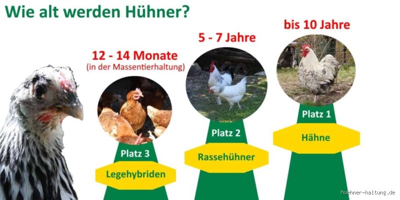 Wie alt werden Freilandhühner wirklich? Ein Blick hinter die Stalltür