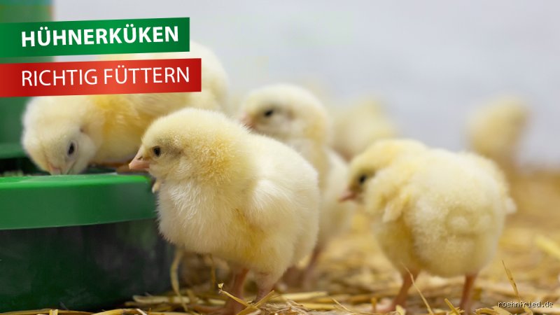 Wie füttert man Küken richtig?