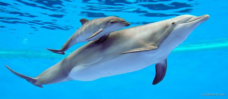 Wie heißen die Kinder von Delfinen?