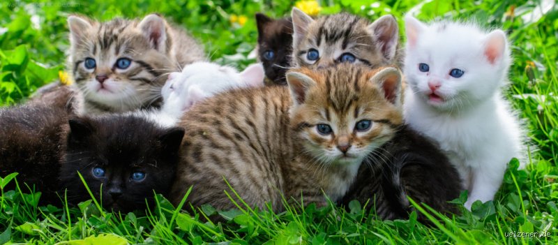 Wie heißt das Baby von der Katze? Alles was du wissen musst