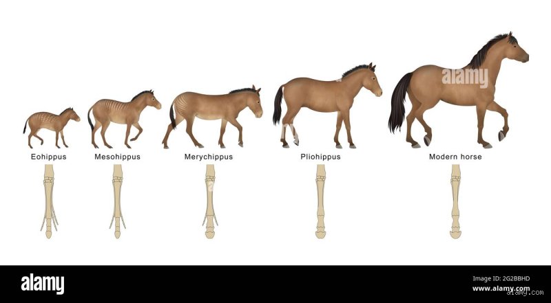 Wie heißt das erste Pferd? Die faszinierende Evolution vom Eohippus zum modernen Equus