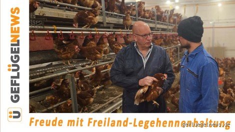 Wie hoch fliegen Legehennen?