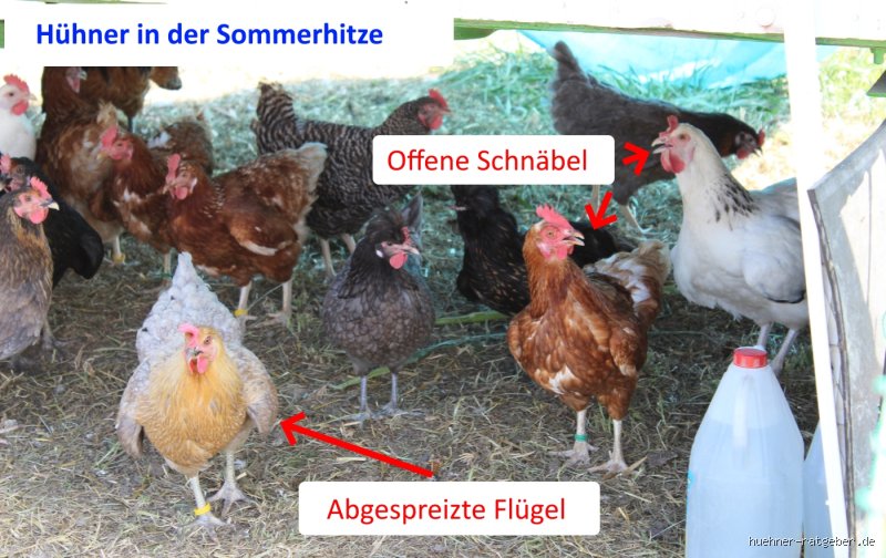 Wie kälteempfindlich sind Hühner?