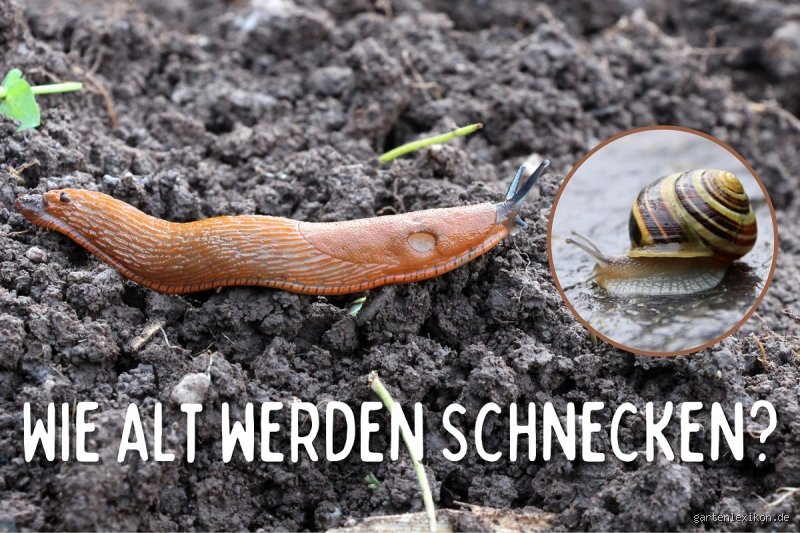Wie lange braucht eine Schnecke für 1 Meter? Alles, was ich herausgefunden habe
