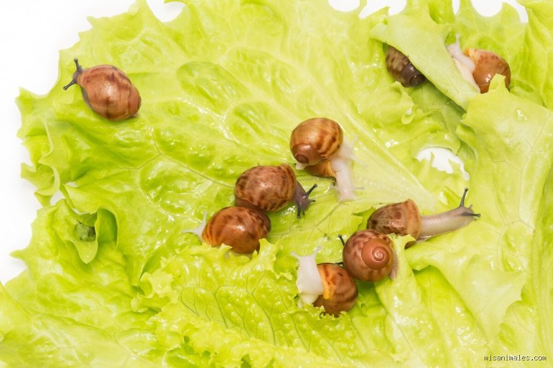 Wie lange dauert es bis eine Schnecke schlüpft?