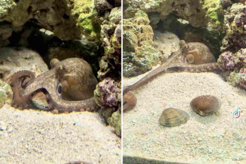 Wie lange ist ein Oktopus schwanger? Fakten zur Brutzeit und Fortpflanzung