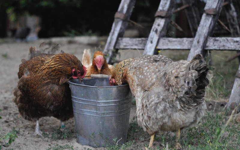 Wie lange kann ein Huhn ohne Essen auskommen? – Überlebensstrategien und physiologische Grenzen