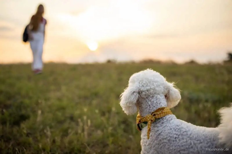 Wie lange kann sich ein Hund erinnern?