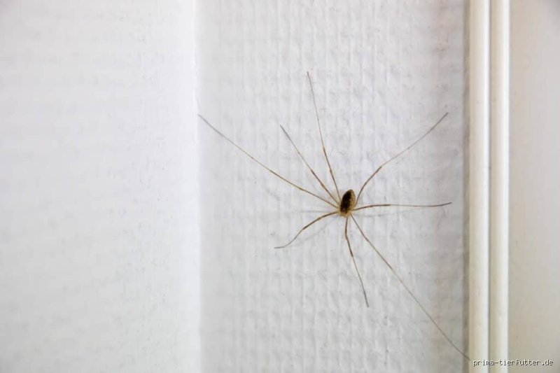 Wie lange können Spinnen in der Wohnung überleben?