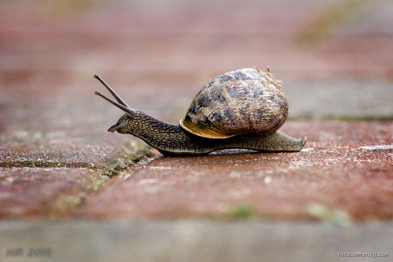 Wie lange lebt eine Schnecke mit Haus?