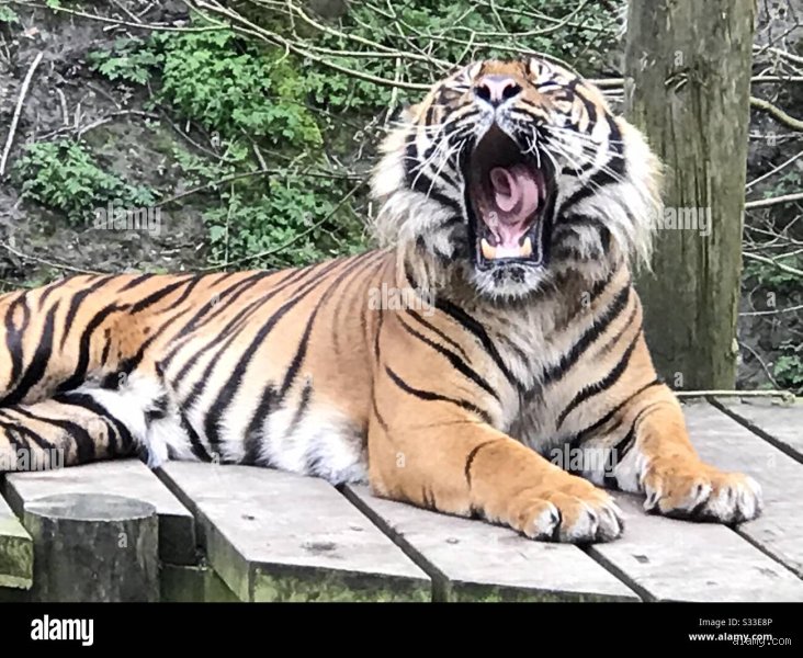 Wie laut brüllt ein Tiger? Die faszinierende Dezibel-Wahrheit