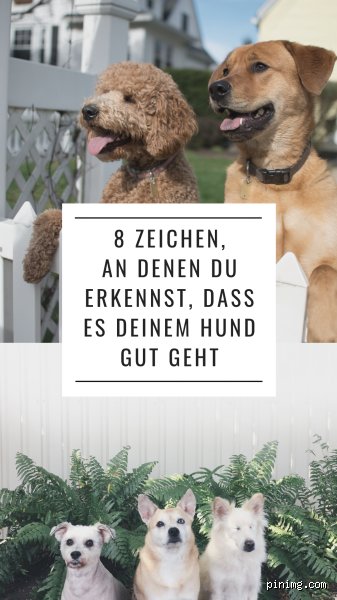 Wie liegt ein Hund, wenn es ihm gut geht?