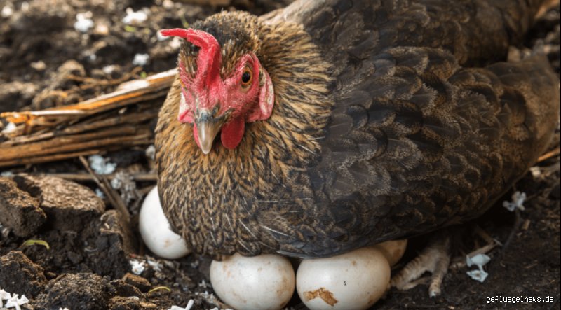 Wie oft legt ein Huhn ein Ei in der Woche?