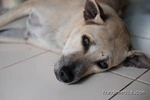 Wie reagiert ein Hund wenn man weint?