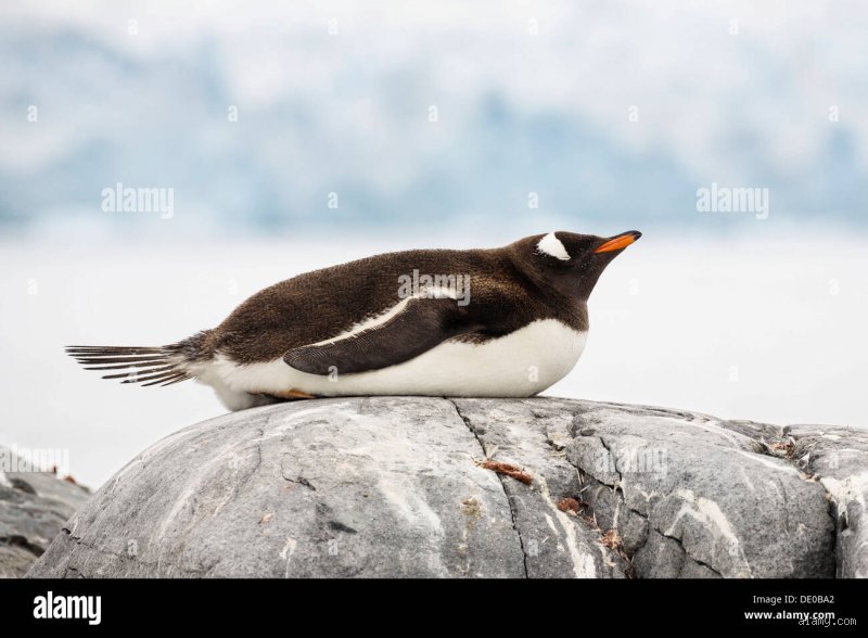 Wie schläft ein Pinguin? Ein tieferer Blick in die Schlafgewohnheiten dieser faszinierenden Vögel