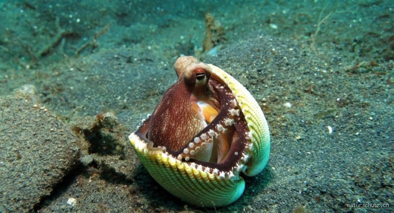 Wie schlau ist ein Oktopus?