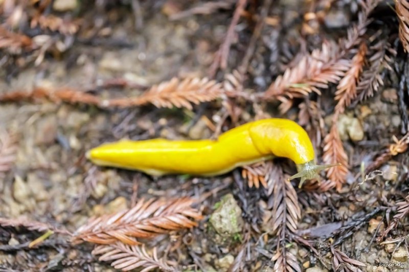 Wie schnell ist die langsamste Schnecke der Welt? Die überraschende Physik des Mikrotems