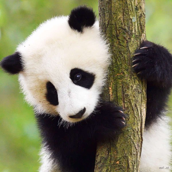 Wie sieht ein Panda aus?